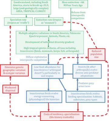 Niche concept scale in space and time: evolutionary perspectives from tropical insectivorous birds